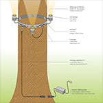 light belt